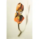 Maria Carla Mattii, "The Catalog of Monsters", 1999, color photograph applied to aluminium