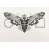 Alessandro Rosa, "For the light we live in light we die", 2015, offset print