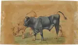 Filippo Palizzi, Buoi, acquarello on paper