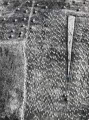 Mario Giacomelli, Presa di coscienza sulla natura, 1980, Fotografia in bianco e nero