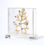 Gloria Persiani, Albero, Assemblaggio in custodia di plastica
