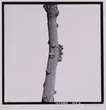 Giovanni Tavano, Senza titolo, 1982, Stampa ai sali d'argento