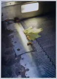 Lukas Einsele, Die Welt ist Schön, 1995, C-print
