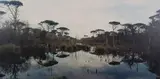 Paolo Bernabini, Pineta '96, 1996, c-print applicata on alluminio