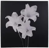 Gianluca Pollini, Tre gigli, 2000, fotografia in bianco and nero montata on alluminio