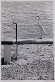 Florida Keys by Elliott Erwitt, 1968, Stampa ai sali d'argento, offered May 2021