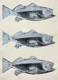 Fish by Andy Warhol, 1983, screenprint on wallpaper, offered Apr 2021