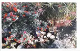 Carlo Cantini, Il giardino segreto, 2005, Fotografia a colori