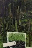 Claudio Cintoli, Giardino dei cactus