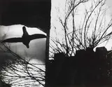 Mario Giacomelli, Senza titolo, Stampa alla gelatina ai sali d'argento
