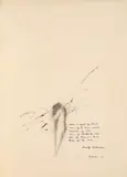 Marilu' Eustachio, Water is taught by thirst, 1990, ink on tracing paper with text by Emily Dickinson