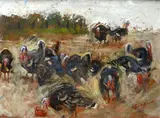 Cesare Ciani, Turkeys