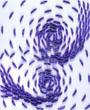 Blue Vortex, Pananti 2025