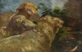 Stefano Bruzzi, Pecore