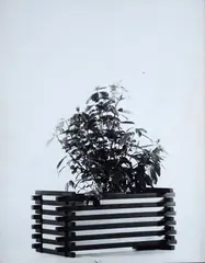 Ugo Mulas, Flowerpot, On the back: signature.