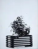 Ugo Mulas, Flowerpot, On the back: signature.