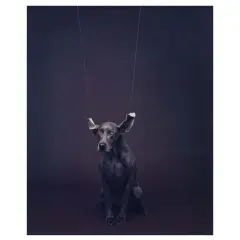 William Wegman, Untitled, Loft