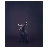 William Wegman, Untitled