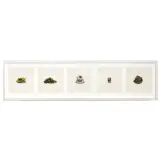 Taryn Simon, Beans (Prohibited) 2010 5 archival, inkjet print in