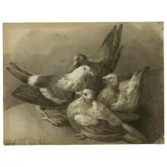 Pigeons by Francesco Basoli, offered Nov 2025