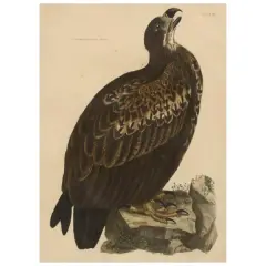 Prideaux John Selby, Untitled, CINEREOUS EAGLE