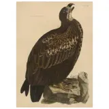 Prideaux John Selby, Untitled, CINEREOUS EAGLE