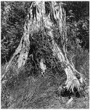 Robert Adams, Old Growth Stump, Cape Disappointment, Washington
