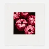 Donald Sultan, Pomegranates (from the Fruits and Flowers III series), 1994, screenprint in colors