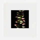 Donald Sultan, Acanthus (from the Fruits and Flowers III series), 1992, screenprint in colors on Somerset