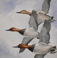 George Miksch Sutton, Three Canvasback Ducks in Flight, Watercolor on paper depicting three canvasback ducks in flight against a cloudy blue sky