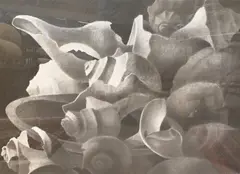 Richard Chiriani, Shell Space, Lithograph