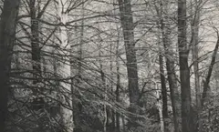 Backwoods- Norfolk, CT by Stephen Fisher, Etching, offered May 2026