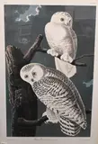John James Audubon, Snowy Owl, Lithograph