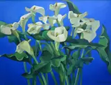 James Schmidt, Calla Lilies I, 1987, Oil on canvas