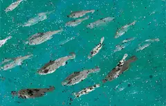 Fishwatching by Massimo Barzagli, oil on canvas, offered May 2026