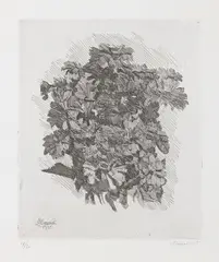 Gruppo di zinnie by Giorgio Morandi, 1931, etching on zinco, offered May 2025