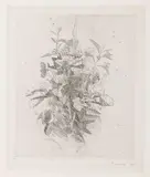Giorgio Morandi, Fiori di campo, 1930, etching on zinco