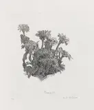 Giorgio Morandi, Cespo fiorito, 1932, etching on zinco