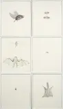 Kiki Smith, Bird, Moth, Bat, Bee, Fly, Squirrel, 1998, sei litografie and collage on paper vellum