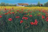 Franco Azzinari, Papaveri e casolare