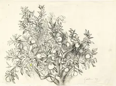 Albero di arancio by Renato Guttuso, 1951, pencil on paper, offered Dec 2023