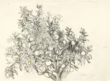 Renato Guttuso, Albero di arancio
