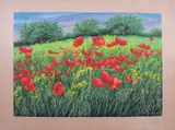 Franco Azzinari, Campo di papaveri