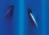 Ennio Finzi, Canto alla luna
