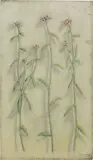 Fiorenzo Tomea, Fiori