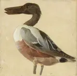Eugenio Cecconi, Uccello acquatico
