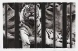 Robert Longo, Study for Tiger on the Rocks