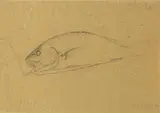 Oscar Ghiglia, «Branzino» e »Rombo», pencil on paper