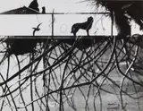 Senza titolo by Mario Giacomelli, Stampa alla gelatina ai sali d'argento, offered Jun 2018