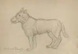 Antonio Donghi, Cane